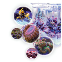 Vorschau: Aqua Medic - Armatus XS All-in-One Micro Aquarium mit Unterschrankfilter Vorschau: Aqua Medic - Armatus XS All-in-One Micro Aquarium mit Unterschrankfilter